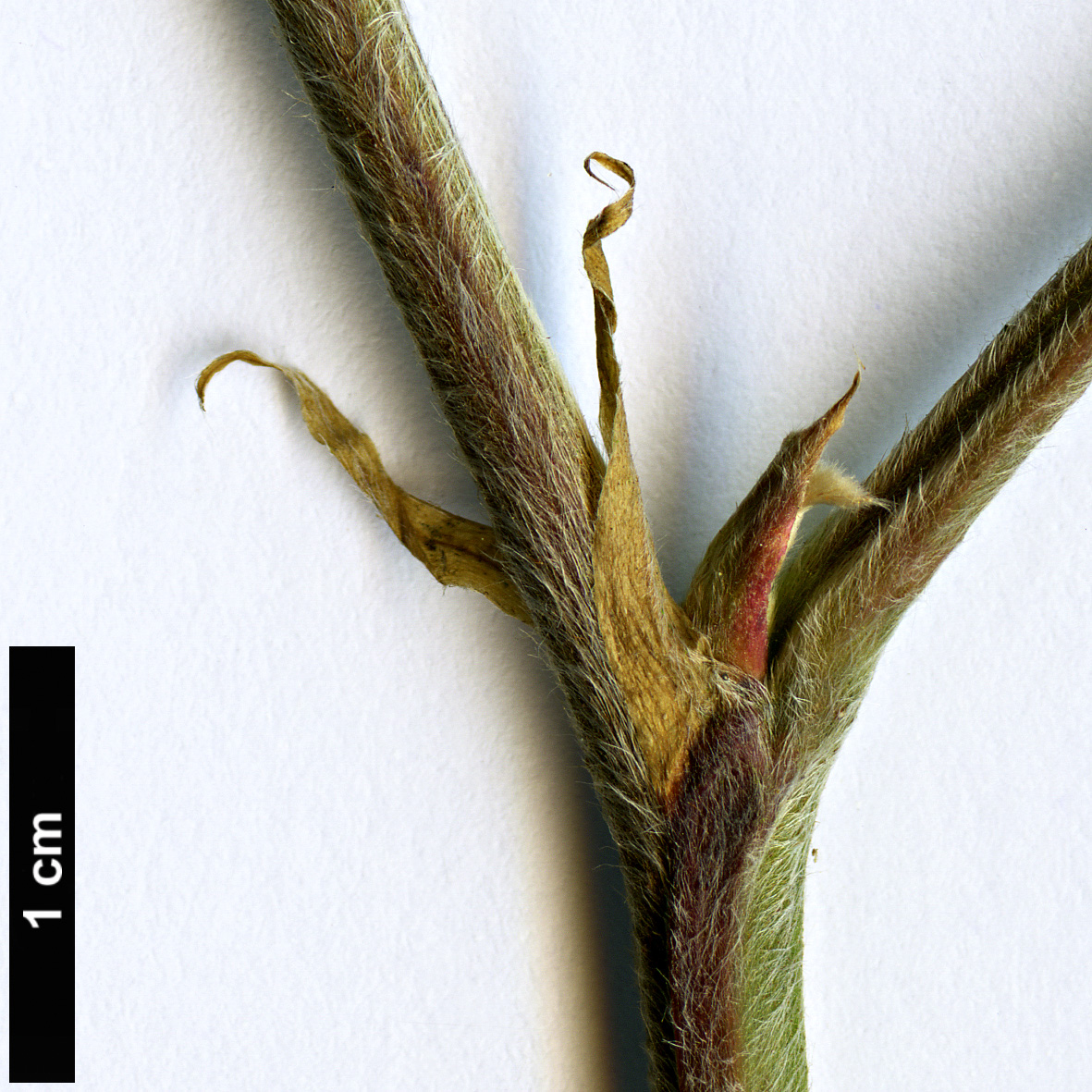 High resolution image: Family: Rosaceae - Genus: Rubus - Taxon: lineatus - SpeciesSub: var. vietnamensis